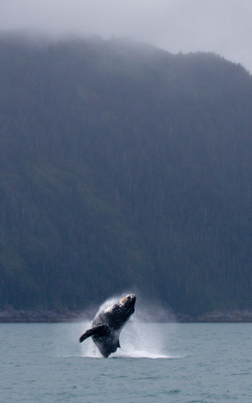 Humpback Whale Breaching